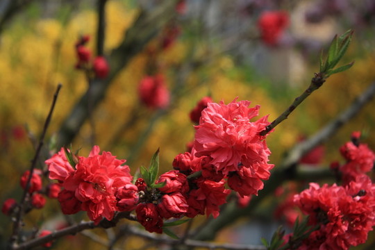 紅色桃花