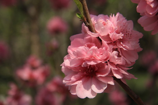 桃花