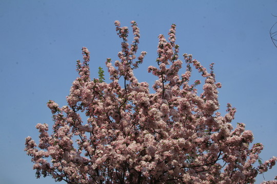 海棠花