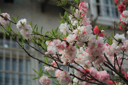 粉白桃花