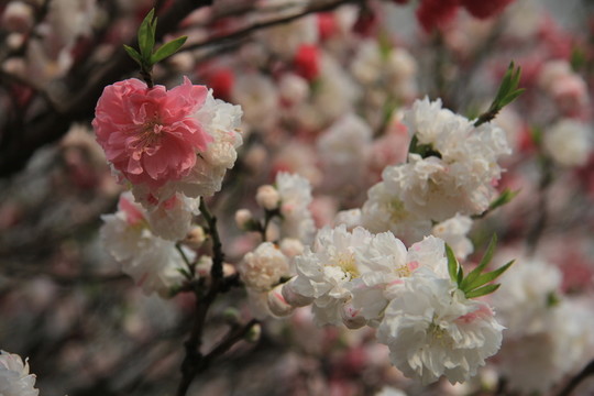粉白桃花