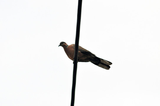 斑鳩