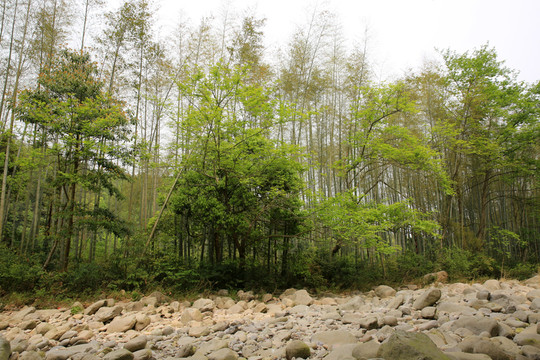 河邊竹林