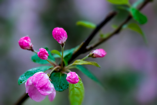 海棠花
