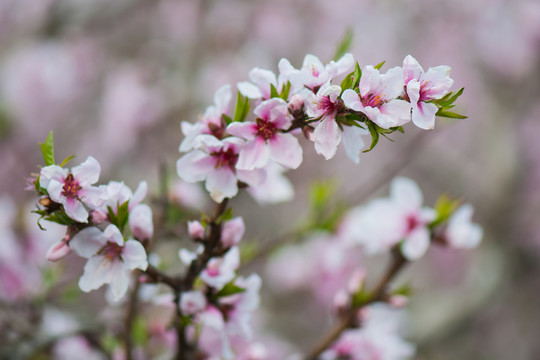 桃花