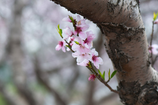 桃花