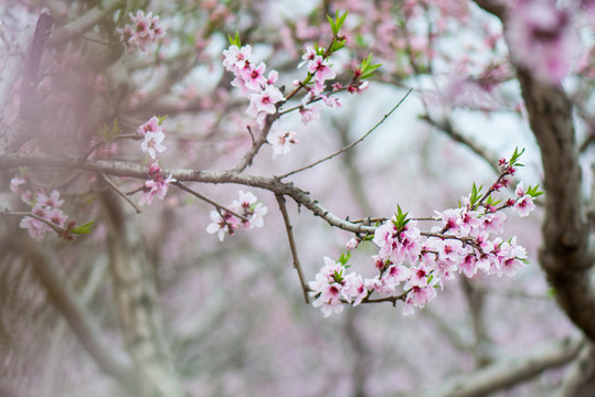 桃花