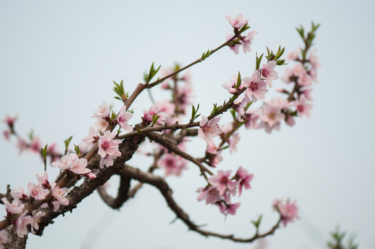 桃花