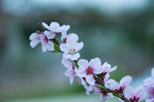 桃花