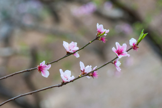 桃花