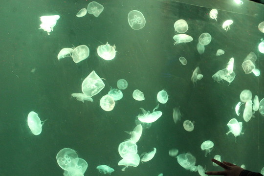 章魚