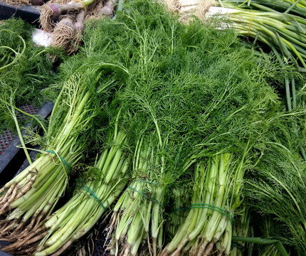 小茴香苗