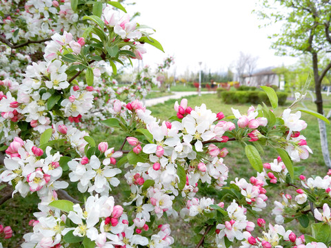 李子花