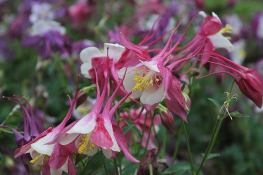 花卉