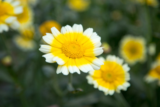 小野菊