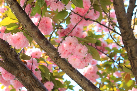 櫻花樹