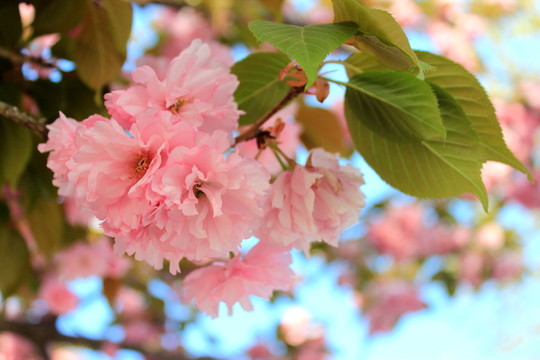 櫻花花瓣