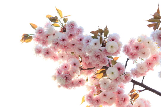 櫻花花枝