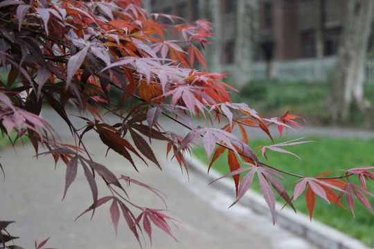植物園