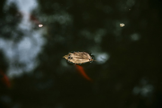 池塘里的金鱼