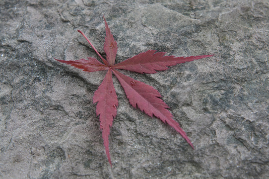 紅楓葉