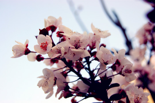 櫻花