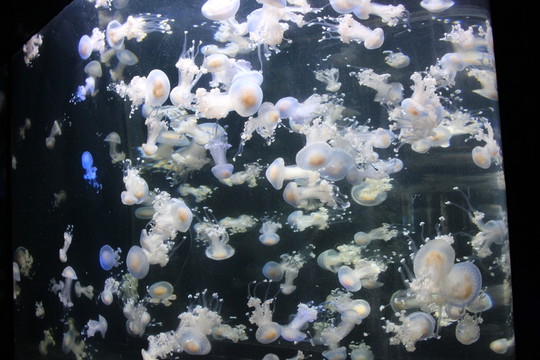 章魚