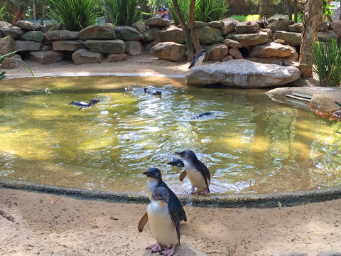 澳大利亞動物園企鵝