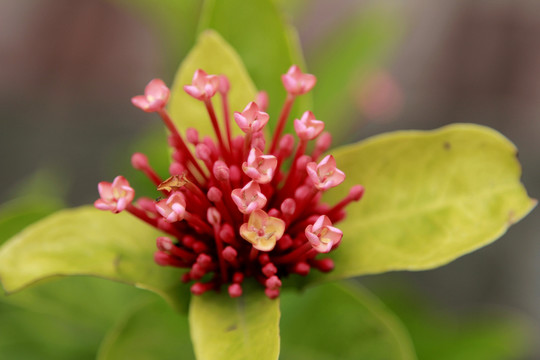 龍船花 花
