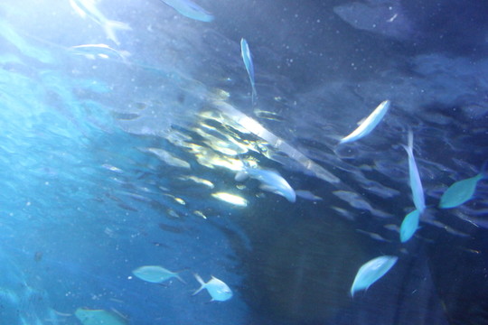 海底世界