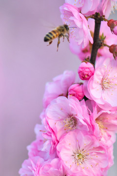 蜜蜂與梅花