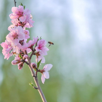 梅花與蜜蜂