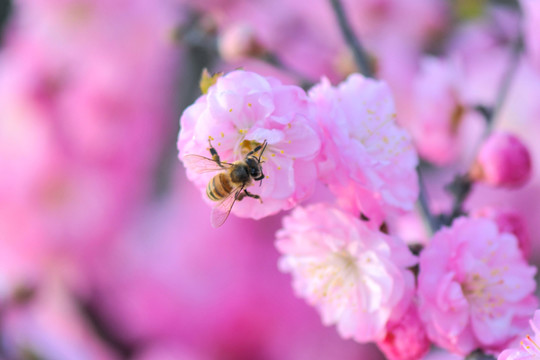 蜜蜂與梅花
