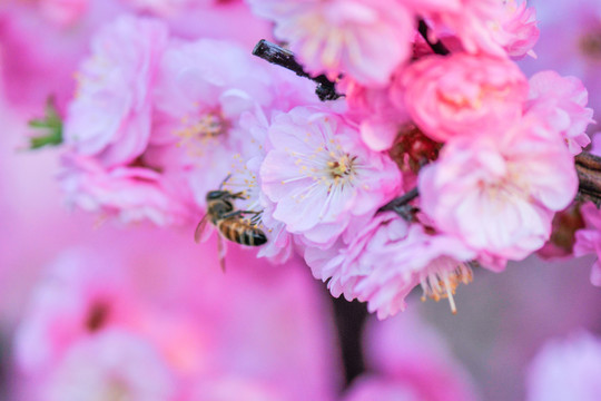 梅花與蜜蜂
