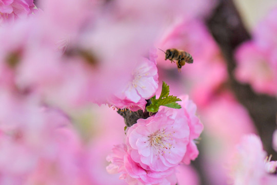 蜜蜂與梅花