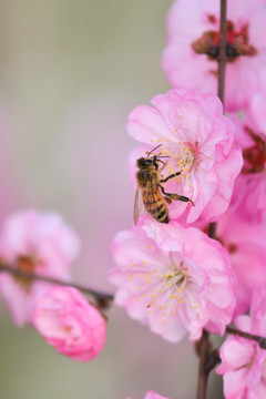 蜜蜂與梅花