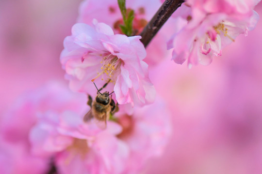 蜜蜂與梅花
