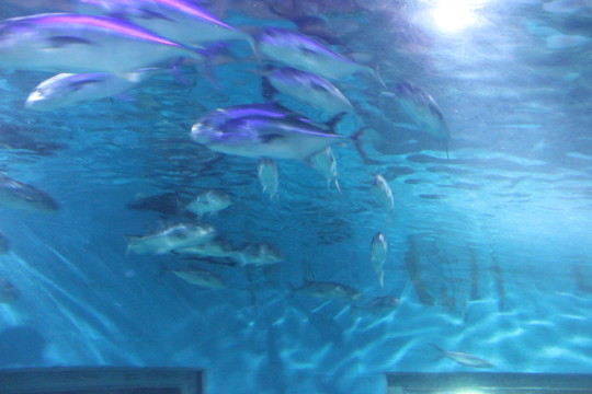 海底世界
