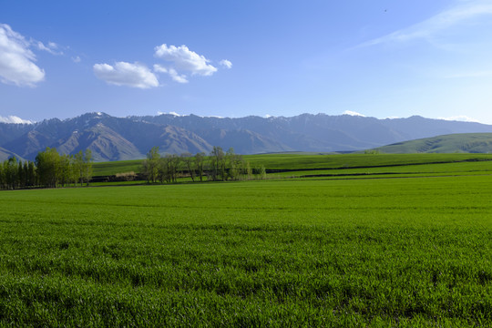 田野