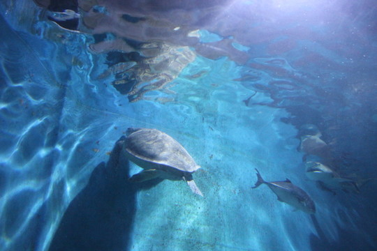 海底世界