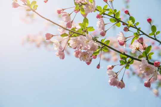 海棠花