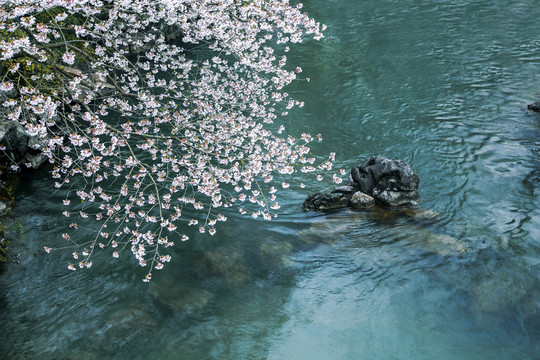 杭州太子灣公園櫻花