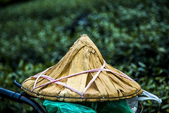 茶園小景