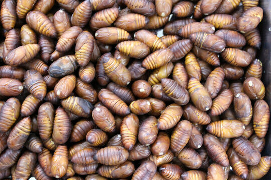 蠶蛹 蟲子 肉蟲 食品