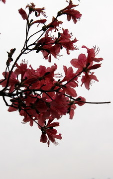 云霧山杜鵑花
