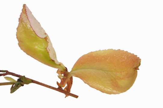 野果油茶耳