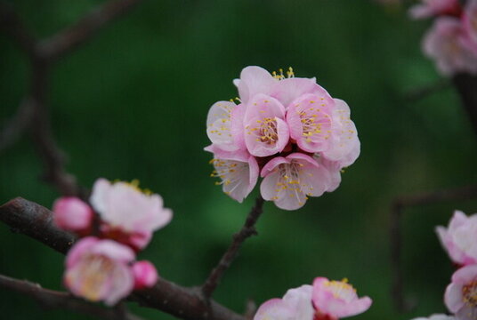 春天來(lái)了 完美花球