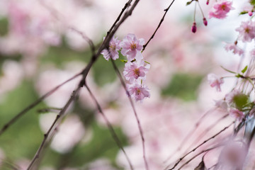 櫻花