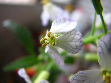 白蘿卜花