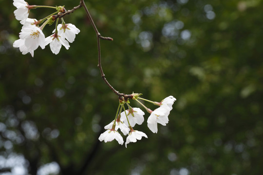 白色櫻花
